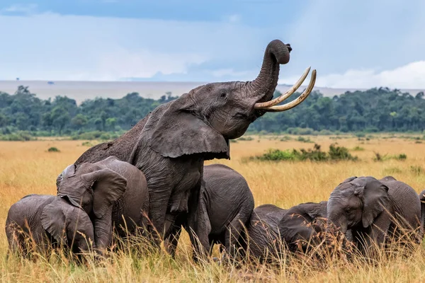 Elefantes Tomando Baño Barro Bajo Lluvia Reserva Nacional Masai Mara — Foto de Stock