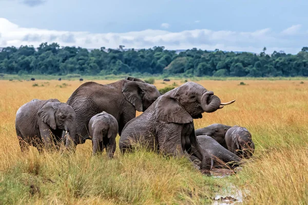 Gajah Mandi Lumpur Dalam Hujan Masai Mara National Reserve Kenya — Stok Foto