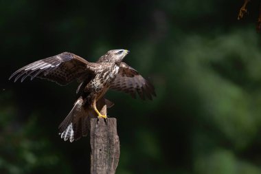 Hollanda 'nın ormanlarında yaygın bir akbaba, buteo buteo