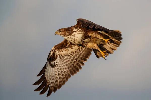 在荷兰的草地上飞行的普通秃鹰 Buteo Buteo — 图库照片