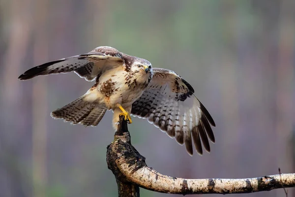 Common Buzzard Buteo Buteo Forest Netherlands — Stock Photo, Image