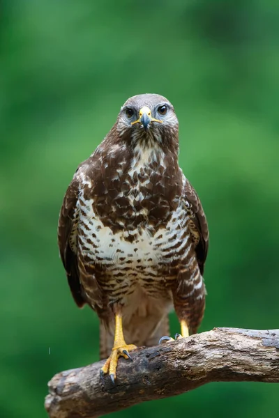 Myszołów Zwyczajny Buteo Buteo Lesie Holandii — Zdjęcie stockowe