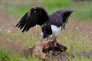 Görkemli kel kartal / Amerikan kartalı (Haliaeetus leucocephalus) yaz çiçekleriyle dolu bir tarlada kızıl tilki yer.