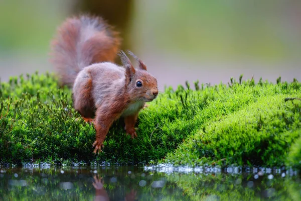 在荷兰南部森林的一个池塘里觅食的红欧亚大陆松鼠 — 图库照片