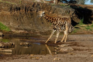 Giraffe male drinking in the riverbed in Mashatu Game Reserve in the Tuli Block in Botswana clipart