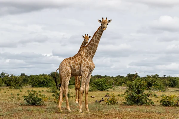 博茨瓦纳Tuli块Mashatu野生动物保护区的长颈鹿 — 图库照片