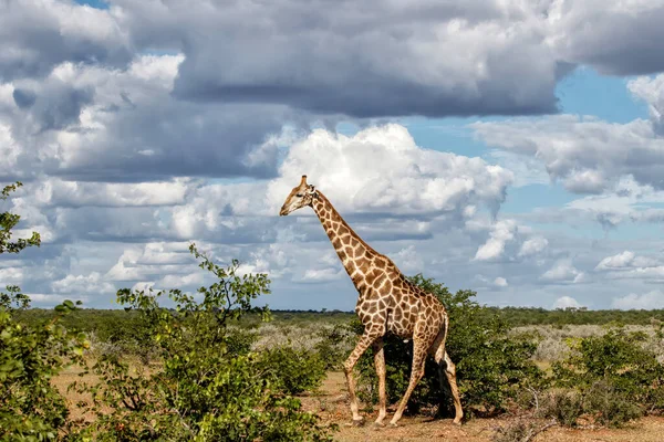 Giraffe Mashatu Natuurreservaat Het Tuli Blok Botswana — Stockfoto