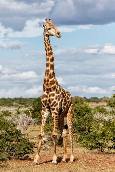 Girafa Mashatu Reserva Caça Bloco Tuli Botsuana — Fotografia de Stock