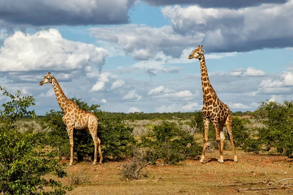 Jerapah Mashatu Game Reserve Blok Tuli Botswana — Stok Foto