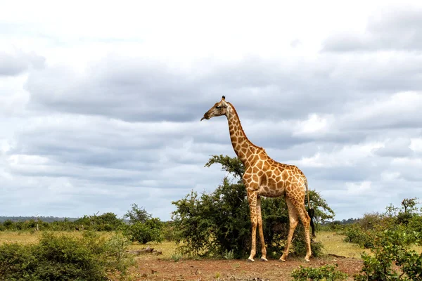 Giraffa Nella Riserva Mashatu Nel Blocco Tuli Botswana — Foto Stock