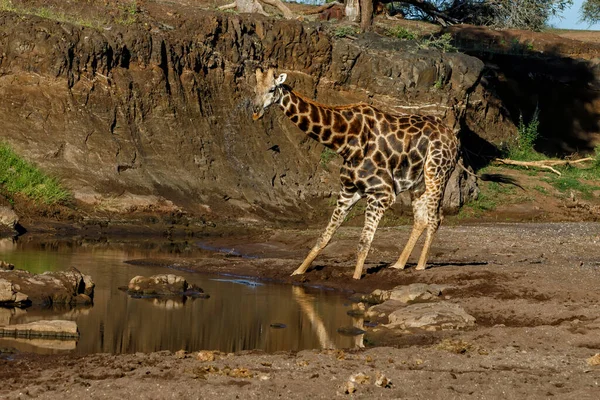 Giraffe Male Drinking Riverbed Mashatu Game Reserve Tuli Block Botswana — Stock Photo, Image