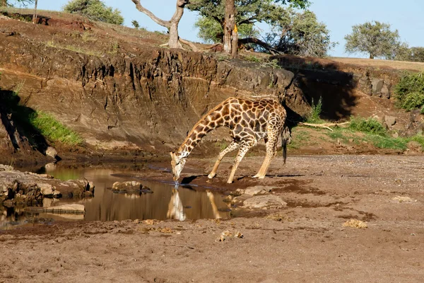 Giraffe Male Drinking Riverbed Mashatu Game Reserve Tuli Block Botswana — Stock Photo, Image