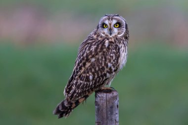 Hollanda 'da Rosmalen yakınlarındaki Noord Brabant' ın çayırlarında bir direkte oturan kısa kulaklı baykuş.