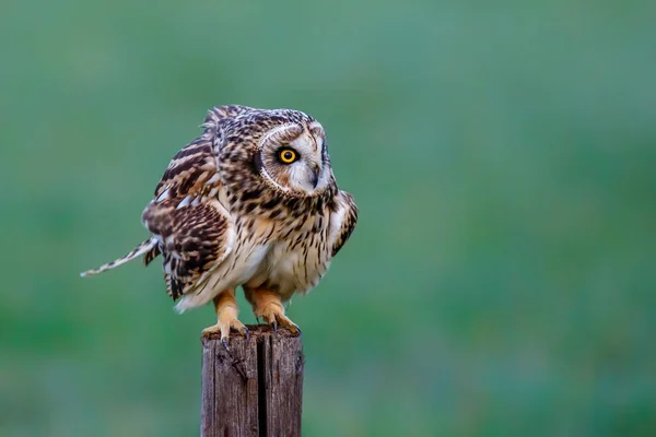 Kortooruil Zittend Een Paal Weilanden Van Noord Brabant Bij Rosmalen — Stockfoto