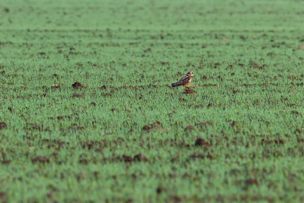 Burung Hantu Telinga Pendek Tanah Padang Rumput Noord Brabant Dekat — Stok Foto