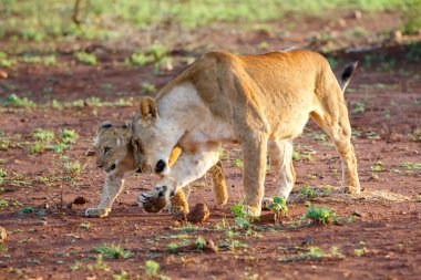 Dişi aslan ve onun neşeli yavrusu Güney Afrika 'daki Mkuze şehrinin yakınlarındaki Zimanga Oyun Rezervinde