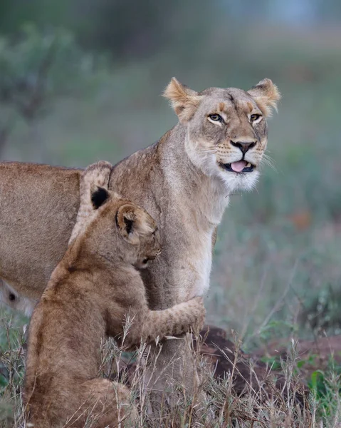 Leona Cachorro Juguetón Zimanga Game Reserve Cerca Ciudad Mkuze Sudáfrica — Foto de Stock