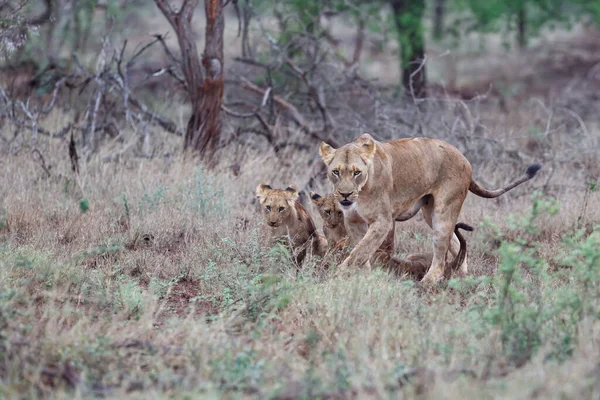 남아프리카 공화국의음 근처에 치앙가 구역에 암사자와 호랑이 — 스톡 사진