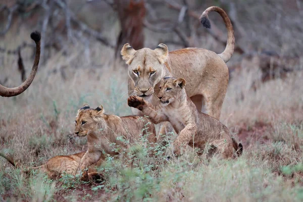 Leona Cachorro Juguetón Zimanga Game Reserve Cerca Ciudad Mkuze Sudáfrica —  Fotos de Stock