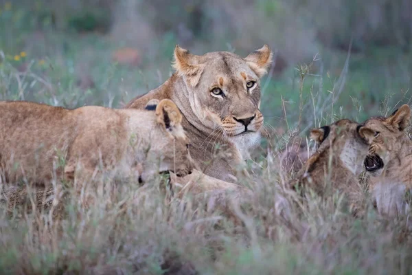 Lioness Και Παιχνιδιάρικο Κουτάβι Της Στο Zimanga Game Reserve Κοντά — Φωτογραφία Αρχείου