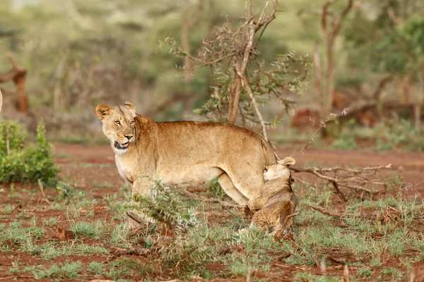 남아프리카 공화국의음 근처에 치앙가 구역에 암사자와 호랑이 — 스톡 사진