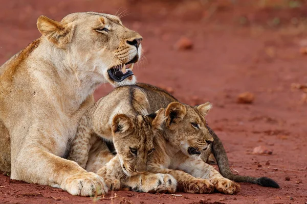 在南非Mkuze市附近的Zimanga野生动物保护区 狮子和她的爱玩的幼崽 — 图库照片