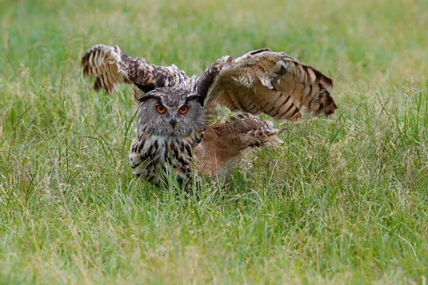 Eurasian Eagle Owl Bubo Bubo Που Πετούν Στα Λιβάδια Στο — Φωτογραφία Αρχείου