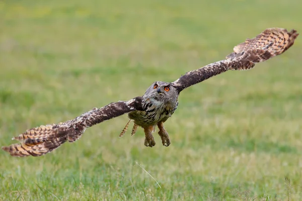 Eurasian Eagle Owl Bubo Bubo Létající Loukách Gelderlandu Nizozemsku — Stock fotografie