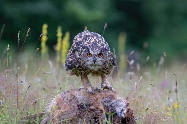 Eurázsiai Sasbagoly Bubo Bubo Egy Vörös Róka Noord Brabant Hollandiában — Stock Fotó