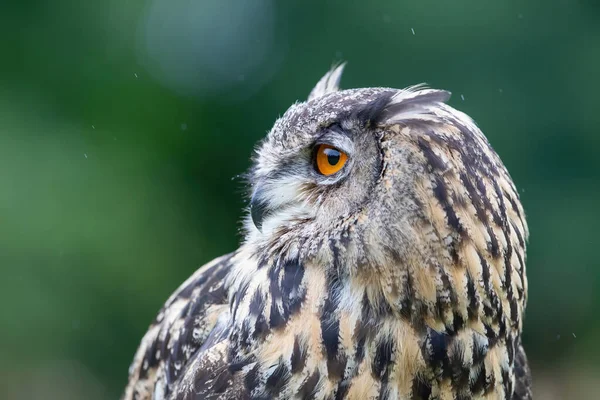 Πορτραίτο Ενός Ευρασιατικού Eagle Owl Bubo Bubo Στη Βροχή Noord — Φωτογραφία Αρχείου