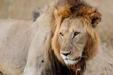 Kenya 'daki Masai Mara' da bir aslanın portresi.