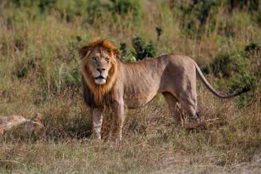 Kenya 'daki Masai Mara' da duran Aslan Erkek