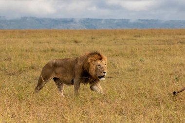 Kenya 'da Masai Mara' da yürüyen Aslan Erkek