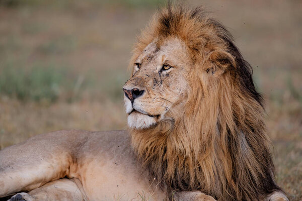 Portrait of a Lion male in the Masai Mara in Kenya