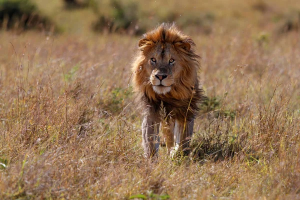 Lion Male running on the plains in the Masai Mara in Kenya