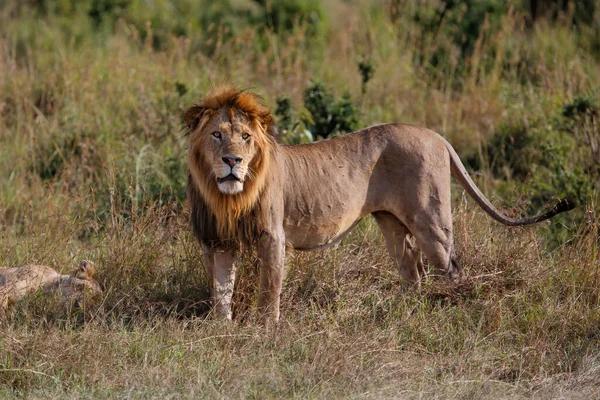 Lew Mężczyzna Stojący Masai Mara Kenii — Zdjęcie stockowe