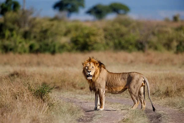 León Macho Pie Masai Mara Kenia — Foto de Stock