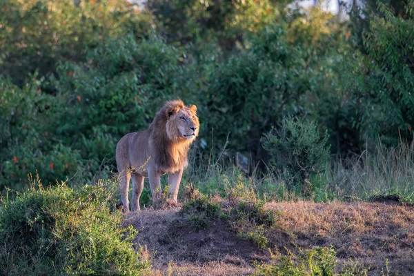 Leone Maschio Piedi Nel Masai Mara Kenya — Foto Stock