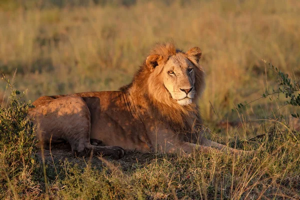Lew Mężczyzna Odpoczywający Masai Mara Kenii — Zdjęcie stockowe