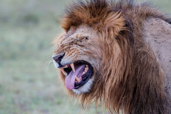 Retrato Macho León Bostezando Masai Mara Kenia — Foto de Stock