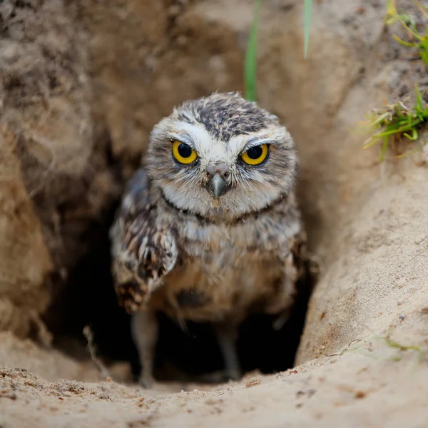 Burrowing Owl Athene Cunicularia Сидящий Норе Гнезда Нидерландах — стоковое фото