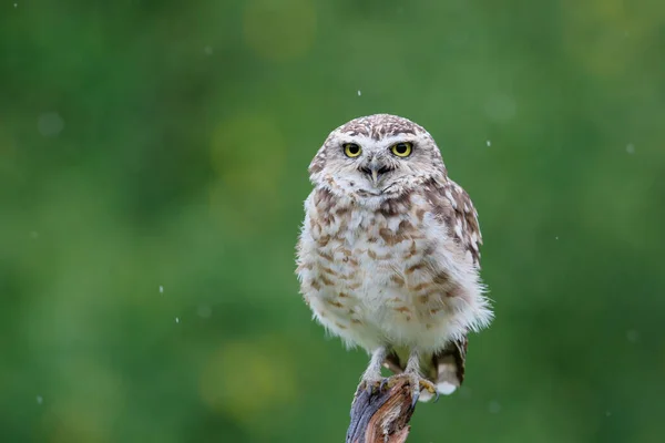 Burrowing Owl Athene Cunicularia Που Κάθεται Υποκατάστημα Στις Κάτω Χώρες — Φωτογραφία Αρχείου