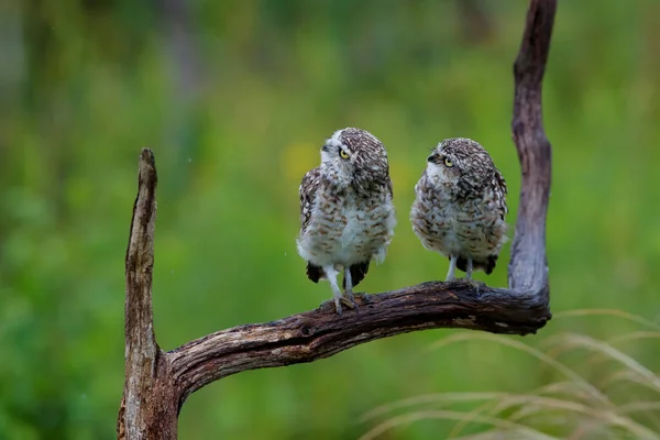 Burrowing Owl Athene Cunicularia Sitting Branch Netherlands — Stock Photo, Image