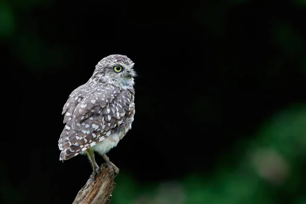 Burrowing Owl Athene Cunicularia Που Κάθεται Υποκατάστημα Στις Κάτω Χώρες — Φωτογραφία Αρχείου