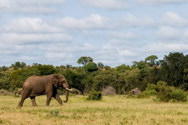 Güney Afrika 'da yeşil mevsimde Kruger Ulusal Parkı' nda yürüyen fil boğası.
