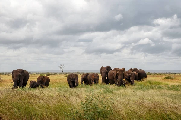 Gajah Berjalan Taman Nasional Kruger Musim Hijau Afrika Selatan — Stok Foto