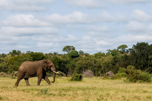 남아프리카 공화국의 계절에 크루거 공원을 코끼리 — 스톡 사진
