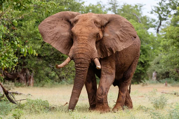 Elefánt Bika Sétál Kruger Nemzeti Parkban Zöld Évszakban Dél Afrikában — Stock Fotó