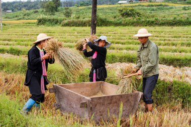 Tam Duong, Kuzey Vietnam - Kızıl Hmong dağ kabilesinden insanlar pirinç topluyor 