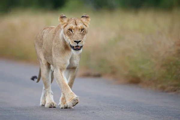 Leona Caminando Parque Nacional Kruger Temporada Verde Sudáfrica — Foto de Stock